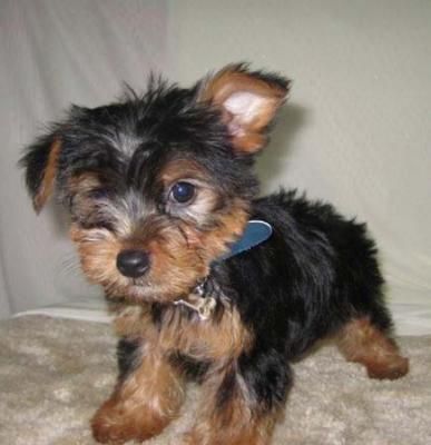 Excelente yorkshire terrier cachorros a la venta!