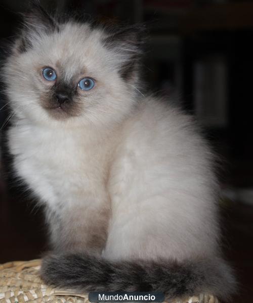 Gatitos Ragdoll con pedigree