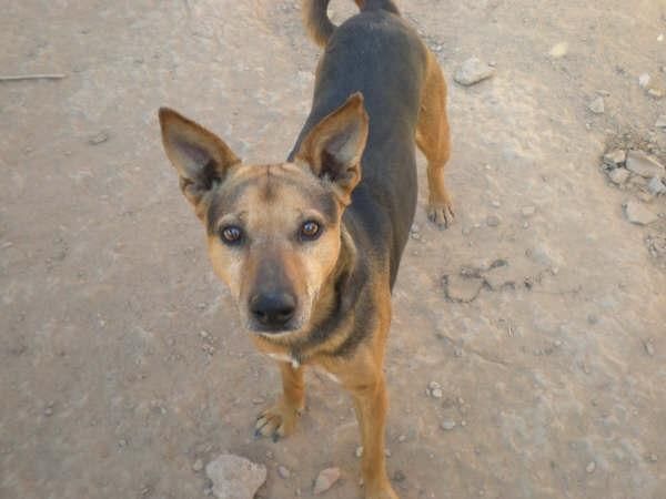 perro mestizo en adopción