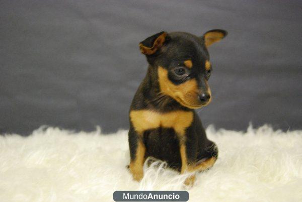 Pinscher mini, 4 cachorritos con pedigre y garantia, somos criadores