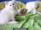 regalo gatitos persas blancos 616 60 65 10 - mejor precio | unprecio.es