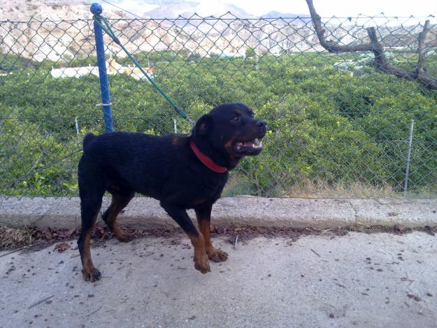 Se ofrece rottweiler para montas