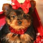 Su regalo de masa X cachorro Yorkie agradable para la venta - mejor precio | unprecio.es