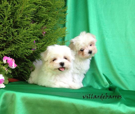 Bichon Maltes