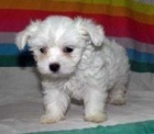 BICHON MALTES TOY 515 - mejor precio | unprecio.es