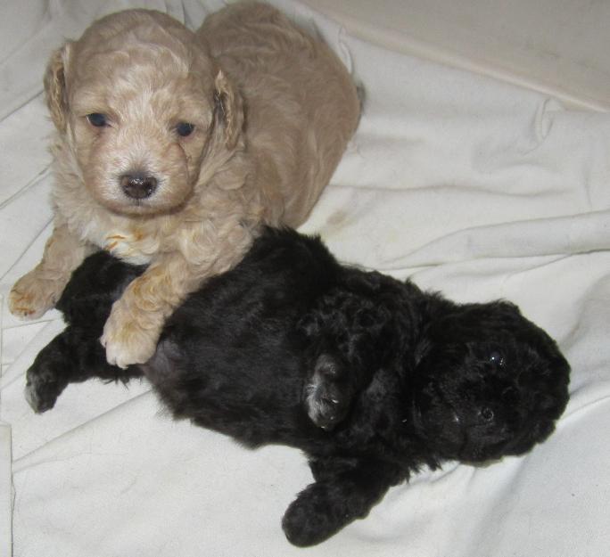 Caniche Enano