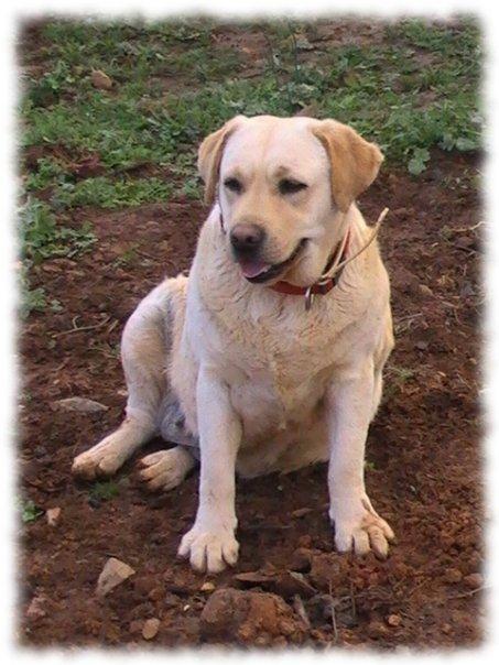 Dalía, labradora en adopción