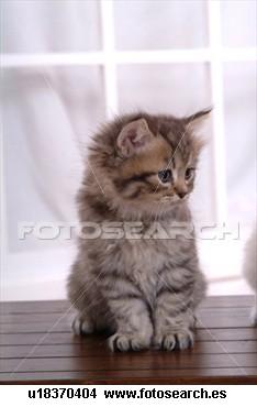 EL MEJOR GATO PERSA GATO DE REVISTA