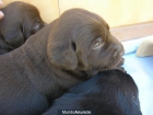 LABRADORES CHOCOLATES - mejor precio | unprecio.es