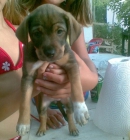 MYLEE, cachorro de 1 mes 1/2 - EN ADOPCION - mejor precio | unprecio.es
