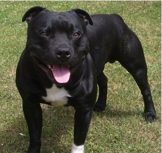 Staffordshire bull terrier