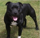 Staffordshire bull terrier - mejor precio | unprecio.es