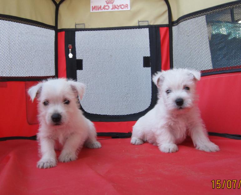 Westys camada de cachorros cuadraditos. Con pedigri.