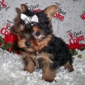 Yorkshire terrier,cachorros,toy y estandar,venta