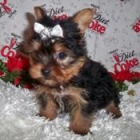 Yorkshire terrier,cachorros,toy y estandar,venta - mejor precio | unprecio.es