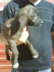 cachorros de boxer por Villano de Encartaciones - mejor precio | unprecio.es
