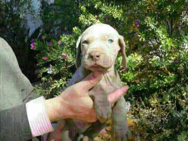 Cachorros de weimar o weimaraner disponibles