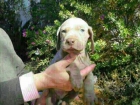 Cachorros de weimar o weimaraner disponibles - mejor precio | unprecio.es