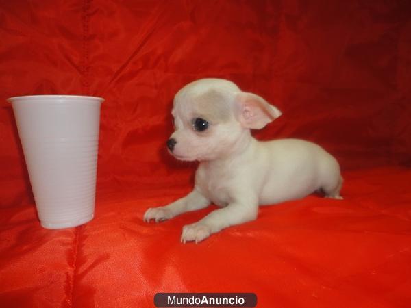 CHIHUAHUAS 550€
