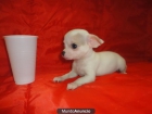 CHIHUAHUAS 550€ - mejor precio | unprecio.es