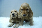 Cocker . Cachorretes Disponibles para tu Hogar ... Canelas - mejor precio | unprecio.es