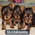 Encantador y adorable cachorros Yorkie Para el hogar - mejor precio | unprecio.es