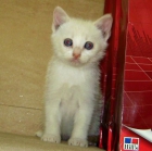 Gatita Blanca Siamesa Ojos Azules - mejor precio | unprecio.es