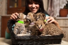 gattini serval africano, savana f1-f5 gattini, ocelot e gattini caracl per la vendita - mejor precio | unprecio.es