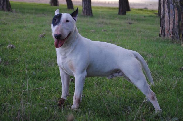 gran semental bull terrier