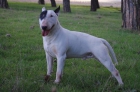 gran semental bull terrier - mejor precio | unprecio.es