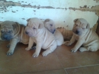 Preciosa camada de shar pei - mejor precio | unprecio.es