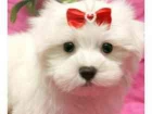 se vende bichon maltes - mejor precio | unprecio.es