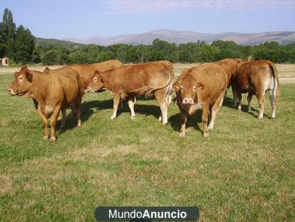 Vacas limusin