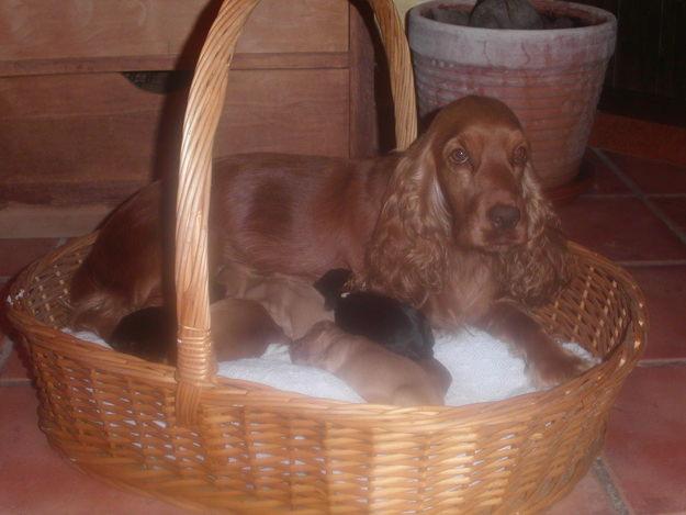 VENDO CACHORROS COCKER SPANIEL INGLES