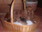 VENDO CACHORROS COCKER SPANIEL INGLES - mejor precio | unprecio.es