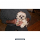 magnífico Shihtzu disponible. - mejor precio | unprecio.es