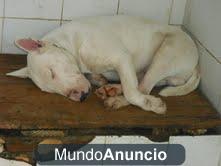 BULTERRIER MUL BUENO Y CARIÑOSO, LO SACRIFICAN YA.