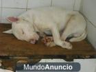 BULTERRIER MUL BUENO Y CARIÑOSO, LO SACRIFICAN YA. - mejor precio | unprecio.es