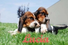 Basset hound preciosa y economica camada - mejor precio | unprecio.es