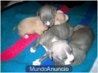 bull terrier 	 cachorros - mejor precio | unprecio.es