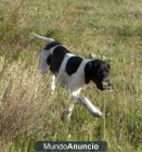 CACHORRO POINTER 4 MESES - mejor precio | unprecio.es
