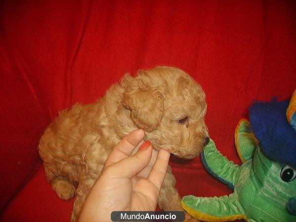 Caniches enanos y Toys