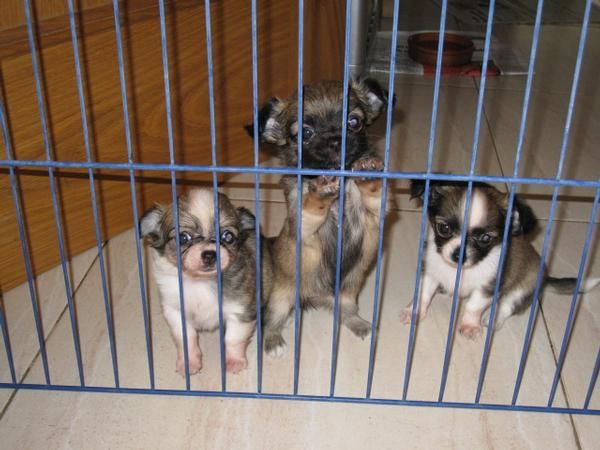 Chihuahuas de pelo largo