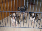 Chihuahuas de pelo largo - mejor precio | unprecio.es