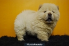 Disponemos de ejemplares Chow Chow autenticos PEDIGREE - mejor precio | unprecio.es