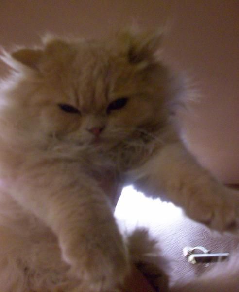 gatos persas