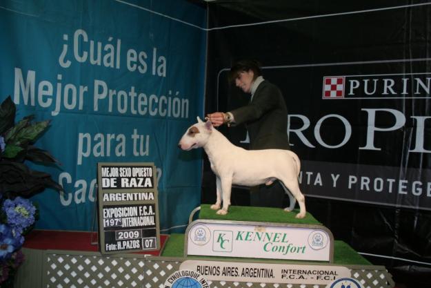 gran semental bull terrier mini