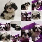 PAREJA DE SHIH TZU!! - mejor precio | unprecio.es