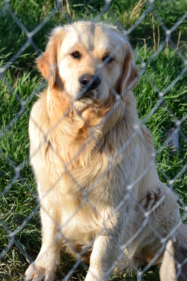 Se busca golden retriever en españa, recompensa.