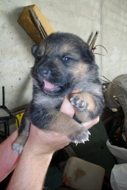 SE REGALAN CACHORROS MEZCLA PASTOR ALEMAN